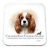 Coaster - Cavalier King Charles by Howard Robinson
