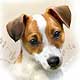Howard Robinson Jack Russell Terrier