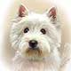 Howard Robinson West Highland White Terrier