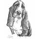 Mike Sibley Basset Hound