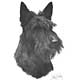 Mike Sibley Scottish Terrier